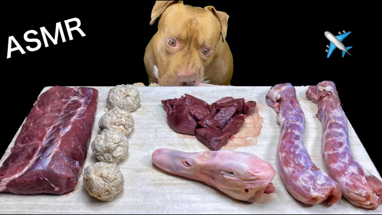 ASMR PITBULL EATING RAW FOOD HORSE HEART, DUCK NECK, DUCK HEAD, VENISON, FISH