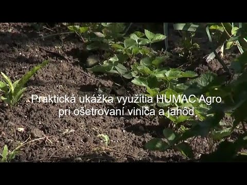 Video: Starostlivosť O Jahodovú Plantáž