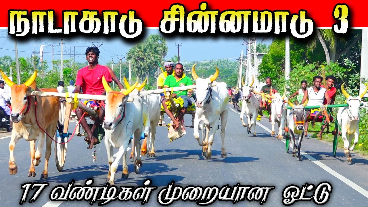 நாடாகாடு சின்னமாடு 3 19/01/2026