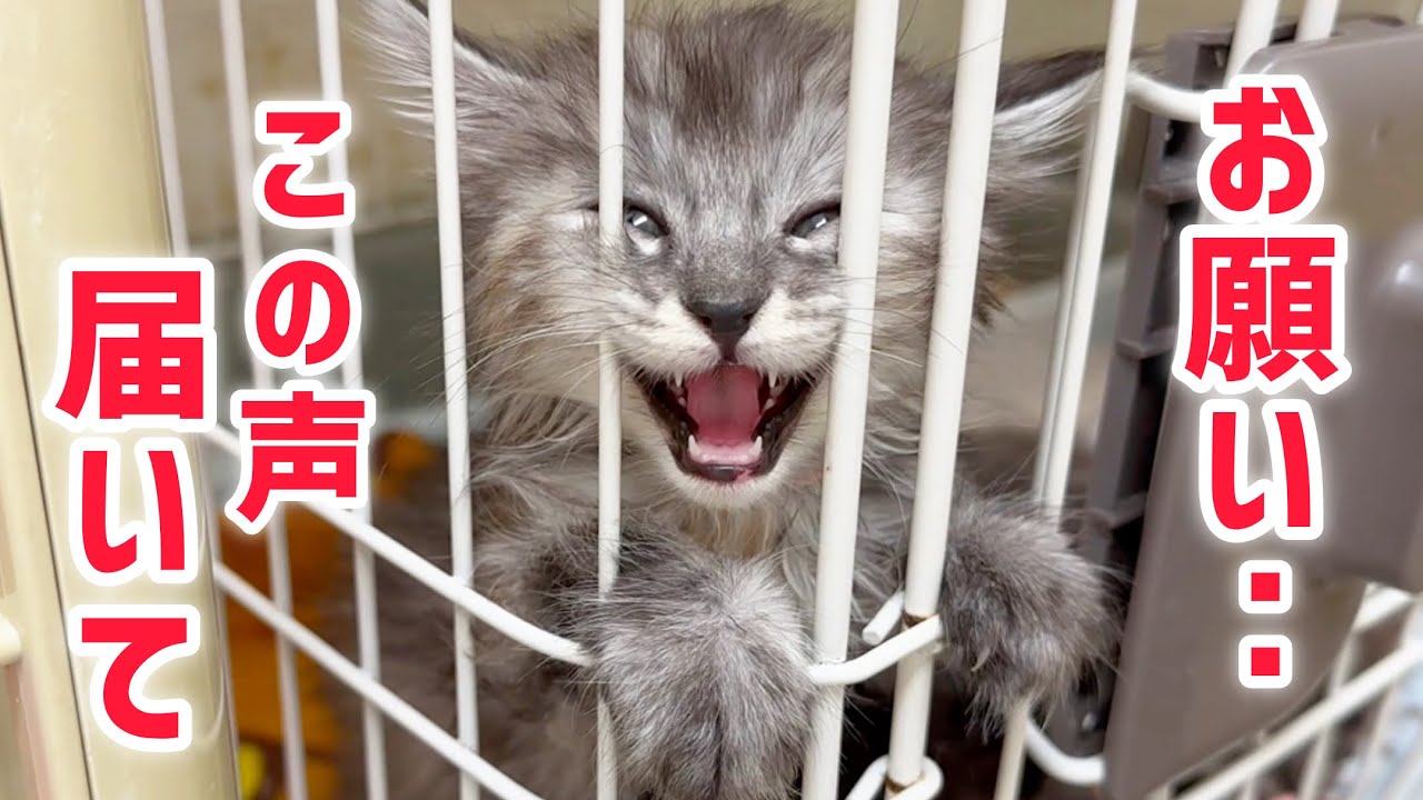 【保護猫シェルター】“迎えにきてくれる”信じて待つ猫達