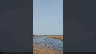 Osprey taking fish to nest #wildlifephotography #wildlife #birds #ospreys #birding #nature #outdoors