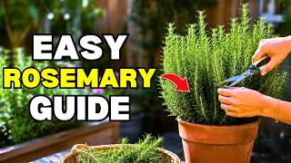 Grow Rosemary Like a Pro! | Rosemary Growing & Care Guide
