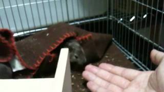 デグー20100504 [3日目]