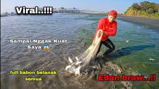 Viral...! Jala Ikan Belanak Di Muara Sekali Tebar Babon Babon Semua / Cast Net Mullet