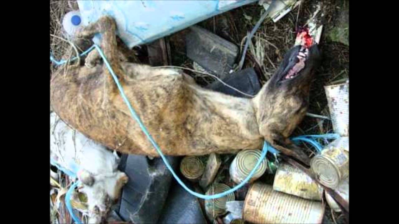 Hunde in Not! - YouTube