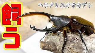 ヘラクレスオオカブトを解説!!   ヘラクレスオオカブトをみんなで観察しよう!!