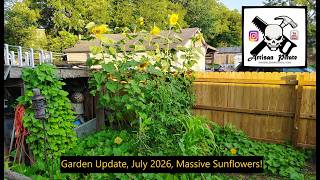 Garden Update, July 2026, Massive Sunflowers!