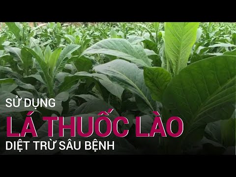 Video: Các Loại Và Nhiều Loại Cây Mắc Bệnh Ngậm Nước (48 ảnh): Cây Mắc Bệnh Hắc Lào, Bồn Thoát Nước Hoa Vàng, Núi Cao Và Skinner, Canada Và Vàng