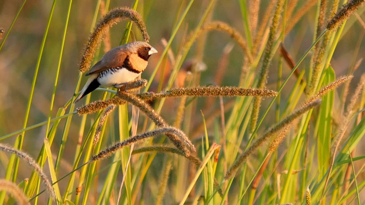 Chestnut-breasted Mannikins