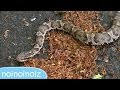 マムシ 毒蛇と気付かず近付いて・・・模様の覚え方、見分け方　Mamushi Poisonous snake Viper Adder Japanese copperhead