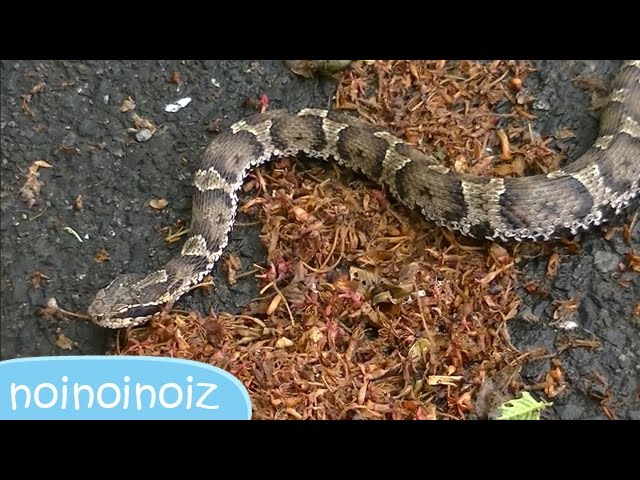 マムシ 毒蛇と気付かず近付いて 模様の覚え方 見分け方 Mamushi Poisonous Snake Viper Adder Japanese Copperhead Youtube