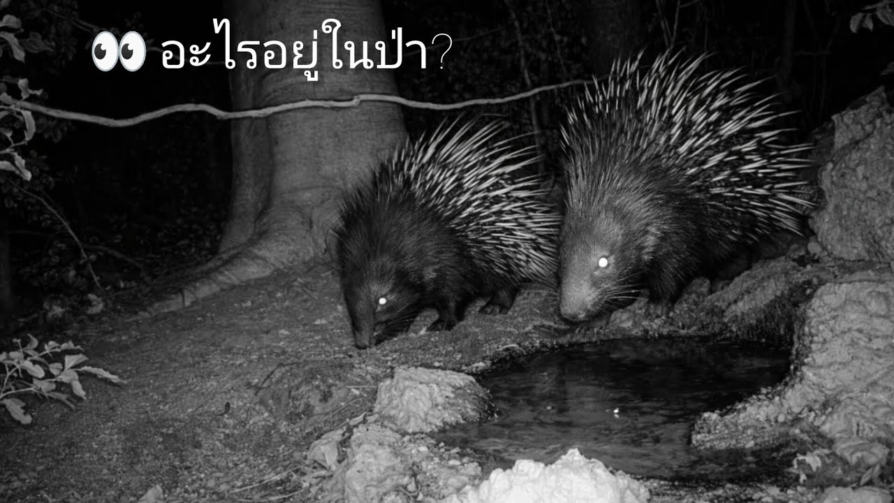 🌙 คืนของเม่นสองตัว | เหตุการณ์ไม่คาดคิดในป่า