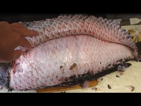 Видео: Загас хэрхэн амьсгалдаг вэ?