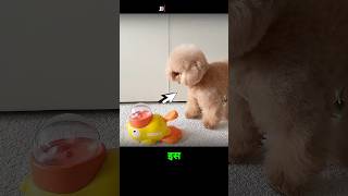 Tiny Doggy's Kind Heart ❤️🐶🐜 #shorts #viral #pets #animals
