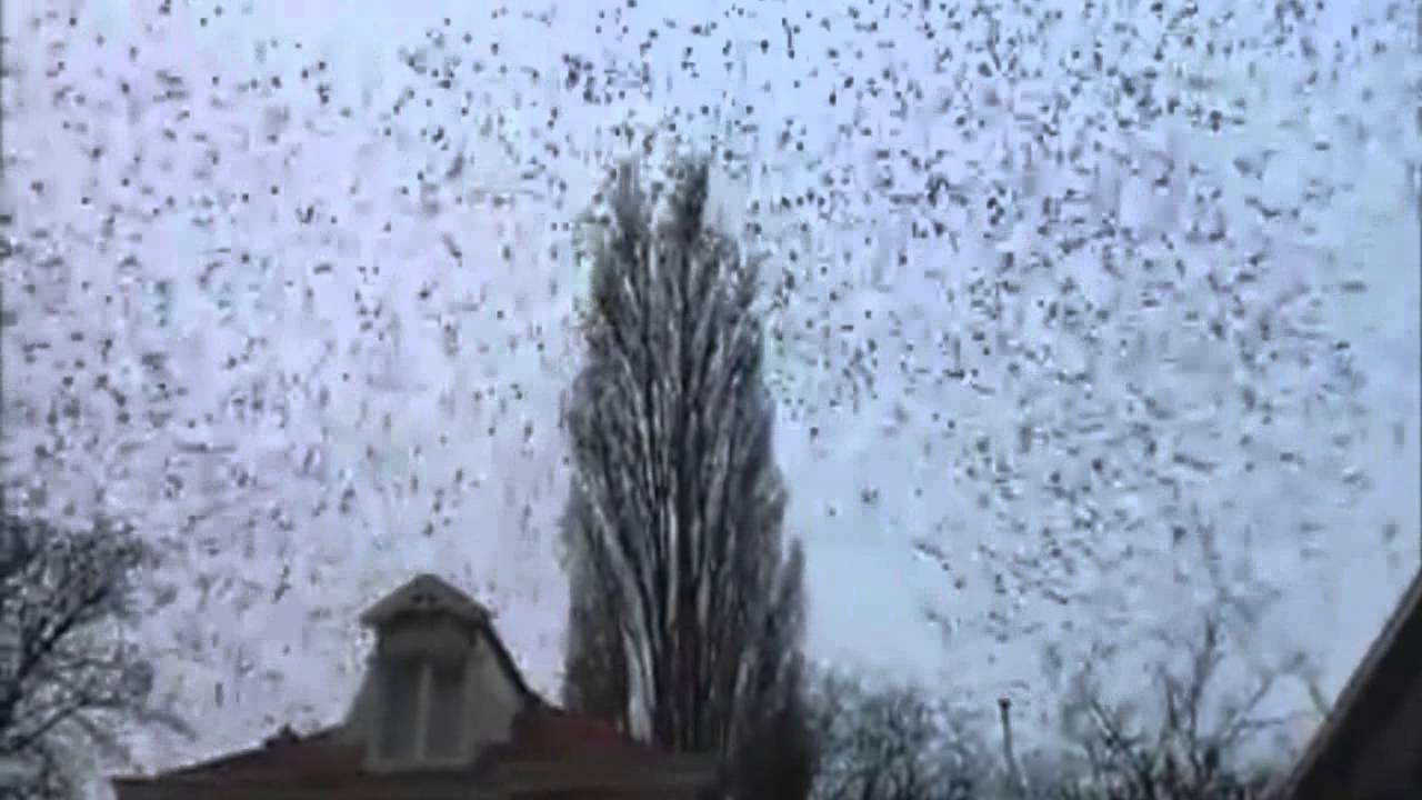 Group of Birds Fly Simultaneously Away YouTube