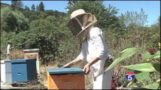 A Backyard Beehive How-To Guide - Aug 27th, 2013