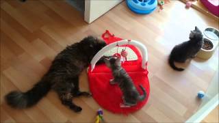 Selkirk Rex kittens by Grete Bakken 285 views 9 years ago 5 minutes, 30 seconds