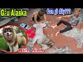 Gấu Alaska Biến Hình Dưới Đôi Tay Vàng Của Cà Bành TV| Săn Bắt Ẩm Thực Vùng Cao