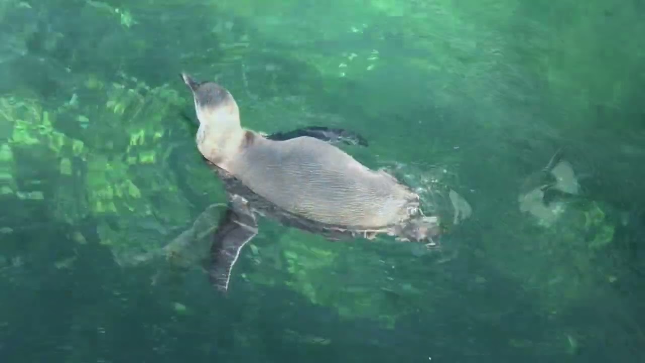 Wildlands Adventure Zoo Emmen 😀  Complete Tour