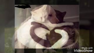 Lay La Lay La La Lay Lay