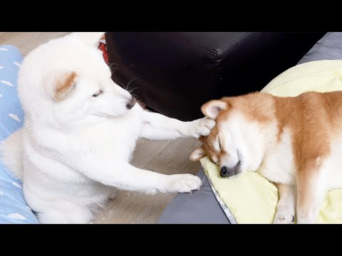 커버린 동생에게 맞고 사는 강아지 ㅋㅋ (<strong>여우야</strong> 제발 그만해!!)