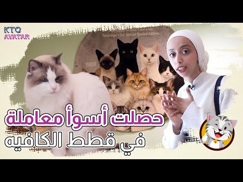 [KTO AVATAR] أجمل المناطق السياحية الكورية ميونج دونج l أكل الشوارع الكوري l كافيه القطط