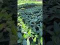 Bibit kopi ateng super gayo 3 unggulan #farming #agrikultur #automobile #teknikpertanian #nature