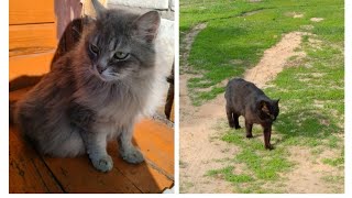 Сборник видео воспоминаний 😢(часть 8) про деревню и котов #котики #приколы #cat #comedy