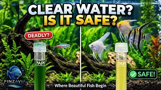 The Aquarium Nitrogen Cycle Explained for Beginners | Easy Step-by-Step Guide