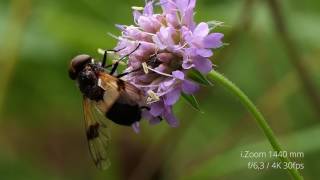 Download lagu Lumix FZ2000 FZ2500 Optical and Intelligent Zoom Great Pied Hoverfly Waldschwebfliege 4K Lumix FZ2000 FZ2500 Optical and Intelligent Zoom Great Pied Hoverfly Waldschwebfliege 4K