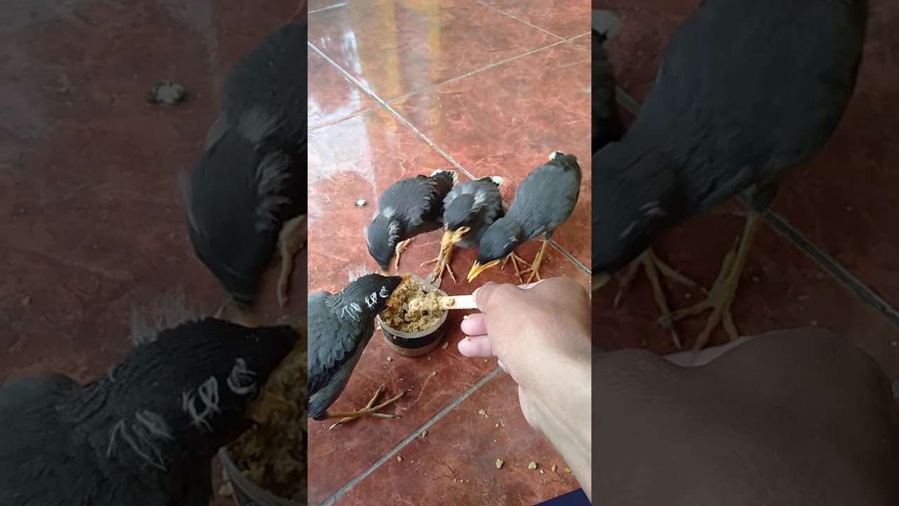 Anakan burung jalak kebo belajar makan sendiri 