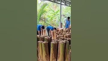 Edible Dwarf Coconut Tree in Vietnam - Coconut Tree Cutting Skills