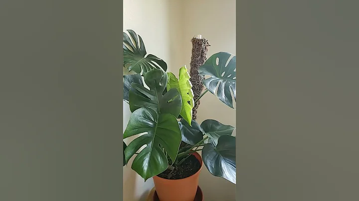 plant display ideas. #shorts #plants