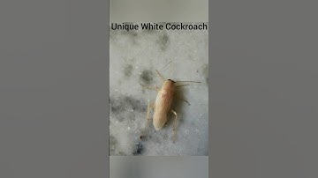 Rare Unique White #Bug hunt#shorts #insects #unique #cockroach #viral#bugs#white444