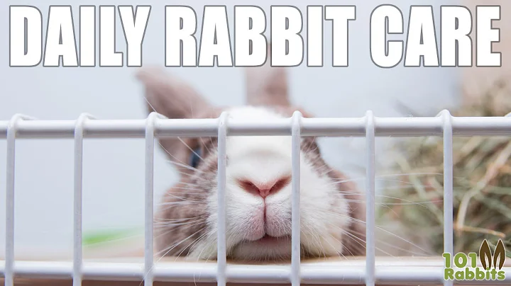 Daily Rabbit Care 🐰