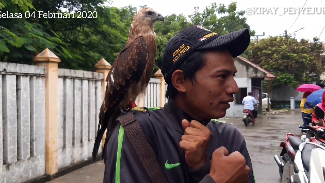 Vlog Burung Elang 