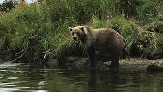 A week at Angler&#39;s Alibi on the Alagnak River. August, 2019.