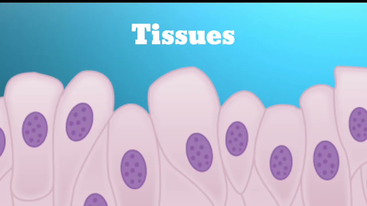 Plant tissue | Hnin chhungah enge awm? | Class 9 Science (Mizo)