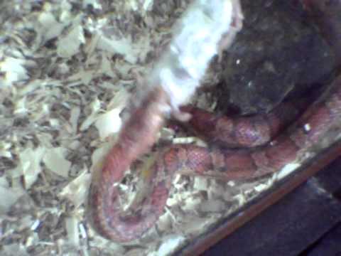 snakes on a plane movie2free corn snake feeding