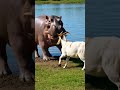 🦛 Goat RUNS &amp; HEADBUTTS!  #viral#shorts हिप्पो मुंह खोलकर डराता!