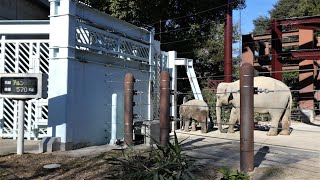 20220103 上野動物園 アジアゾウ② トレーニング直前の授乳 脚とおしりでママの食事を邪魔しておこられるアルン ウタイを追うアルン 今日の体重 570㎏