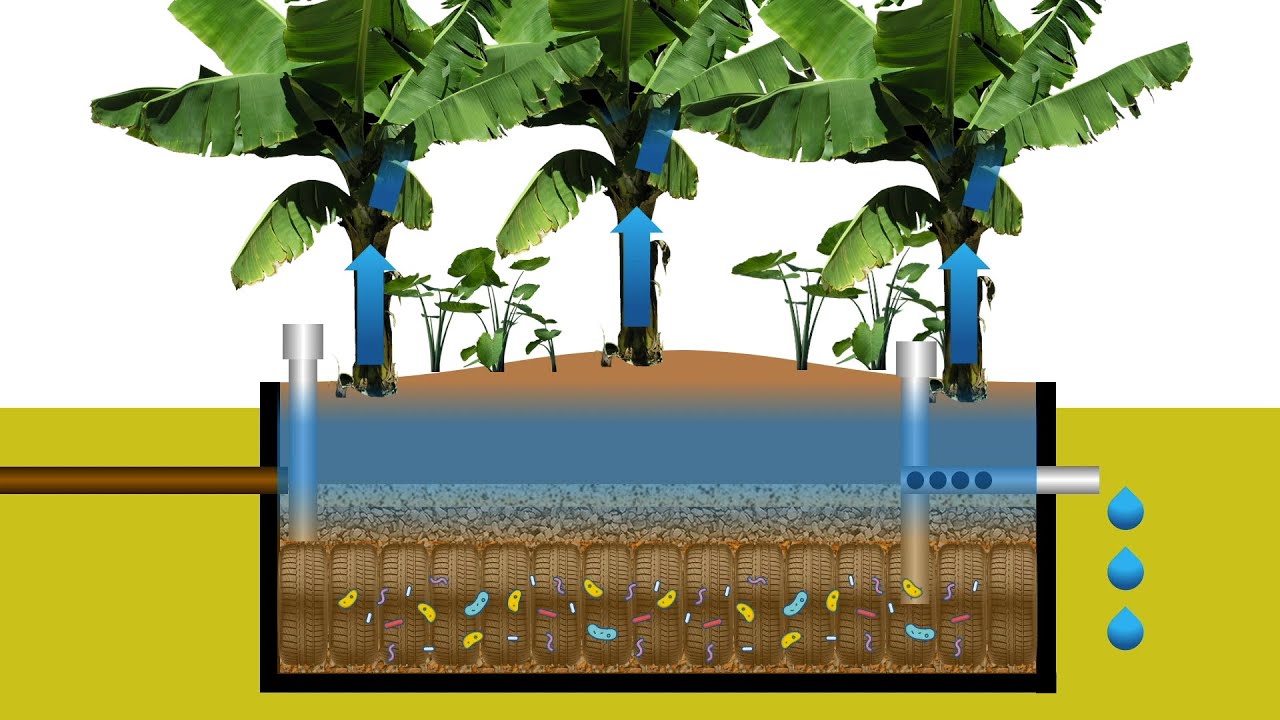 Fossa verde e Círculo de bananeiras - Vídeo Instrucional Engenharia Ambiental UFMG