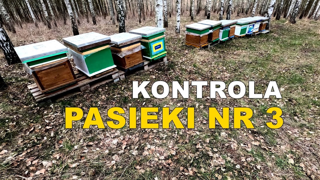 #100 Kontrola pasieki nr 3. Głód w ulach