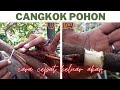 Cara cangkok susu durian, agar pohon durian cepat berbuah
