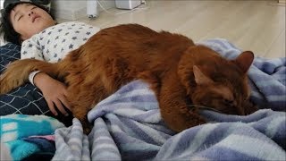 普段子供に近寄らない茶色猫、寝てる子供にはめっちゃ甘える