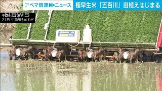 今年も極早生品種「五百川」の田植え開始　7月下旬にも収穫予定　千葉・いすみ市(2025年3月21日)