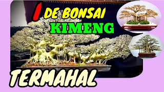 BONSAI KIMENG PALING MAHAL || IDE BONSAI