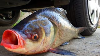 . Experiment Car Vs Giant Fish - Crushing Crunchy & Soft Things By Car