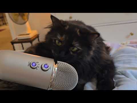 Rosey Does Microphone ASMR | Cat Scratching A Microphone 