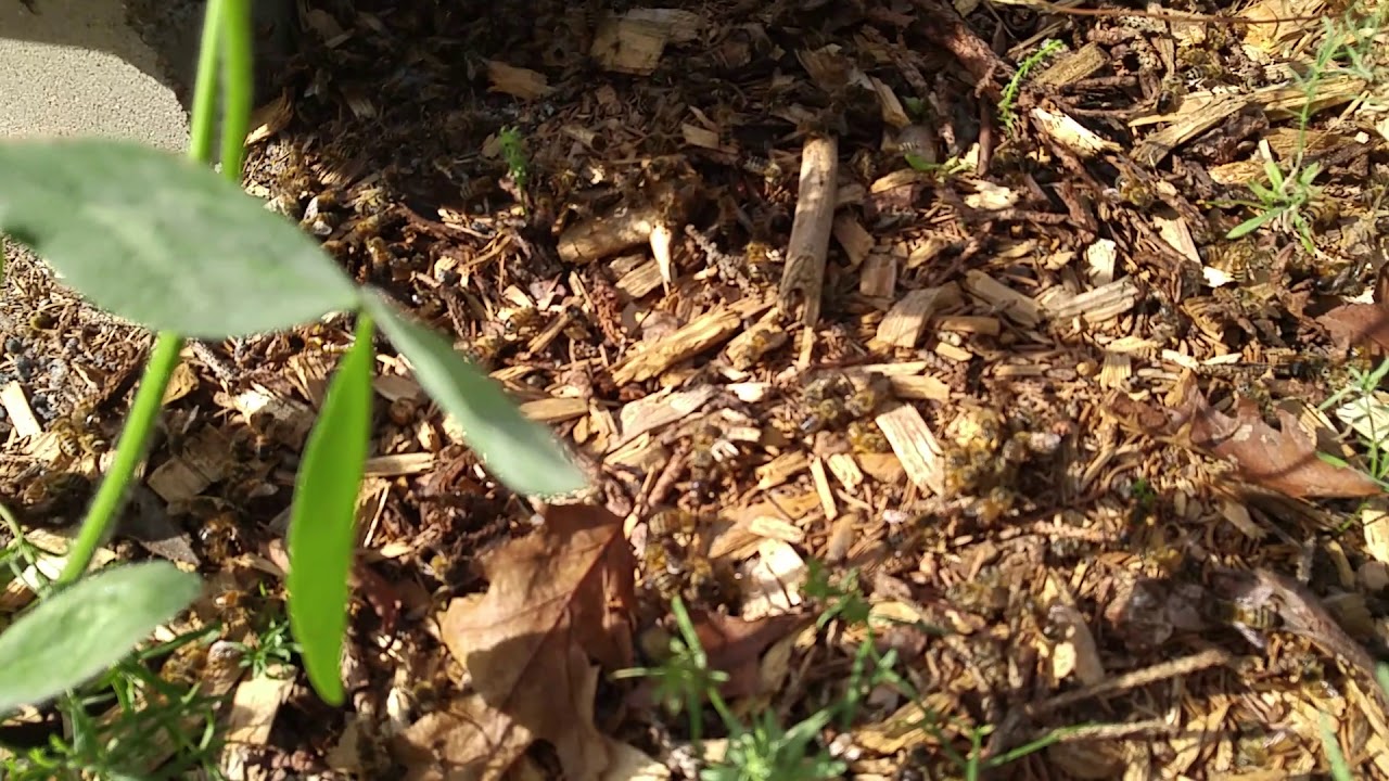 Strange behaviour at the Parry Sound and Area Community Apiary
